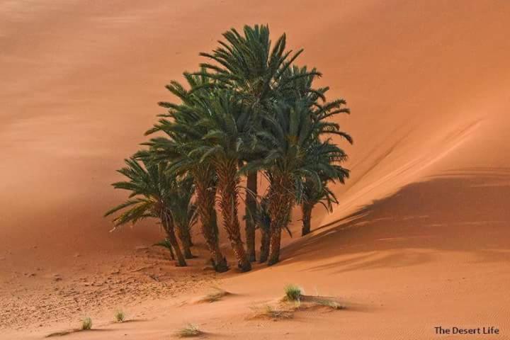 Bivouac Camel Trips Hotell Merzouga Exteriör bild